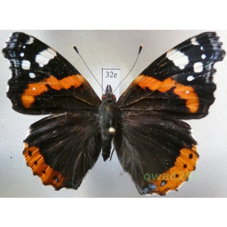 Vanessa atalanta (Linnaeus, 1758) Poland32e